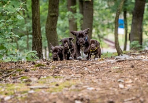 Školka pro štěňata