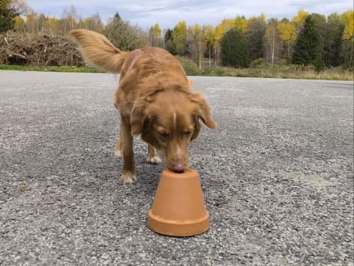 Začínáme s noseworkem