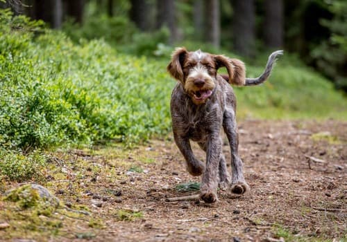Když zavolám, přijde