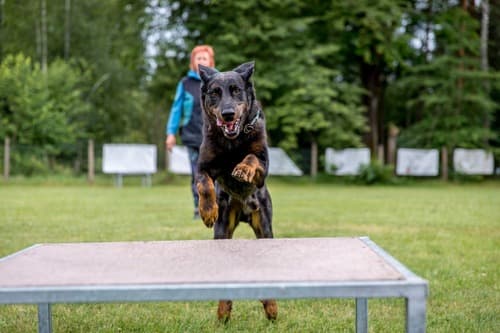 Cesta ke zkoušce IRO